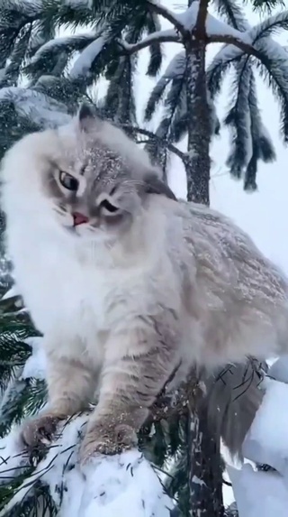 猫咪