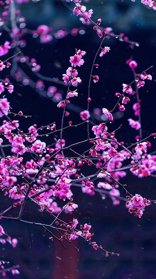 凌霜傲雪的梅花