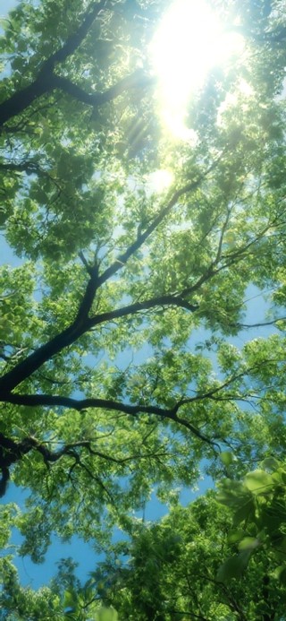 森林