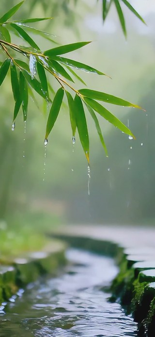 下雨竹林