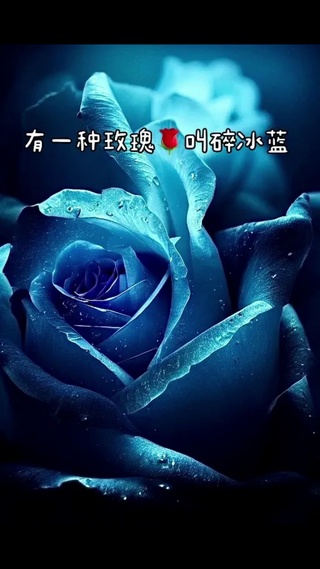 冰玫瑰花