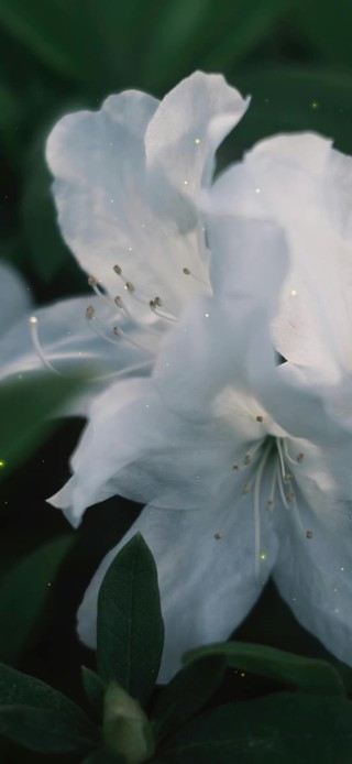 4K唯美雨后杜鹃花