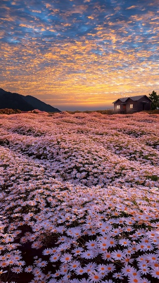 浪漫雏菊花海