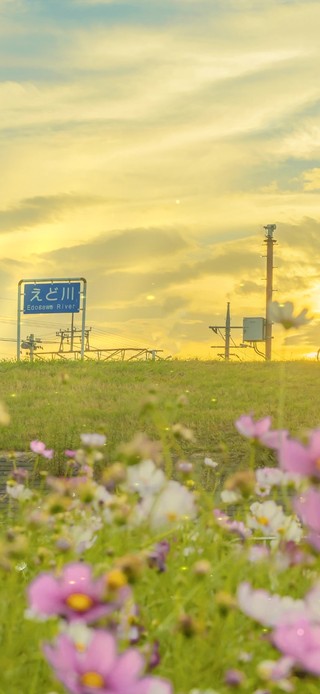 4k 唯美治愈夕阳黄昏