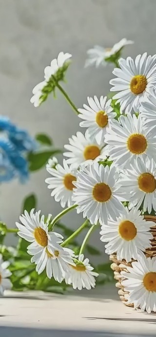 夏季小邹菊