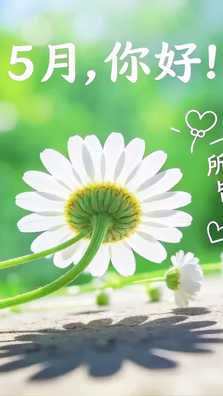 5月清新小雏菊护眼壁纸