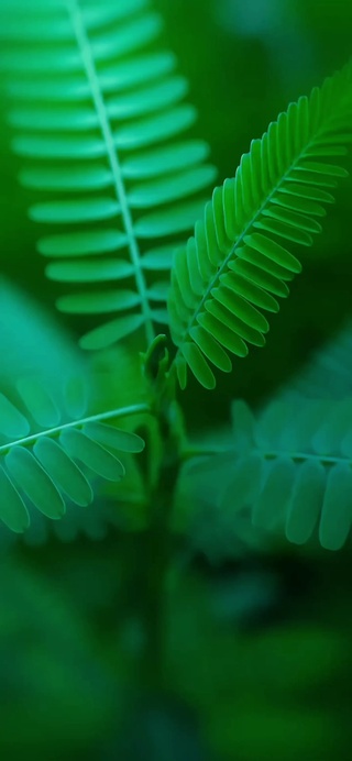 4k护眼含羞草