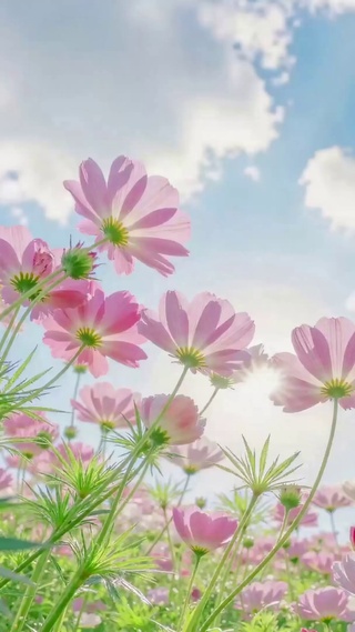 晴空下的粉色唯美花海