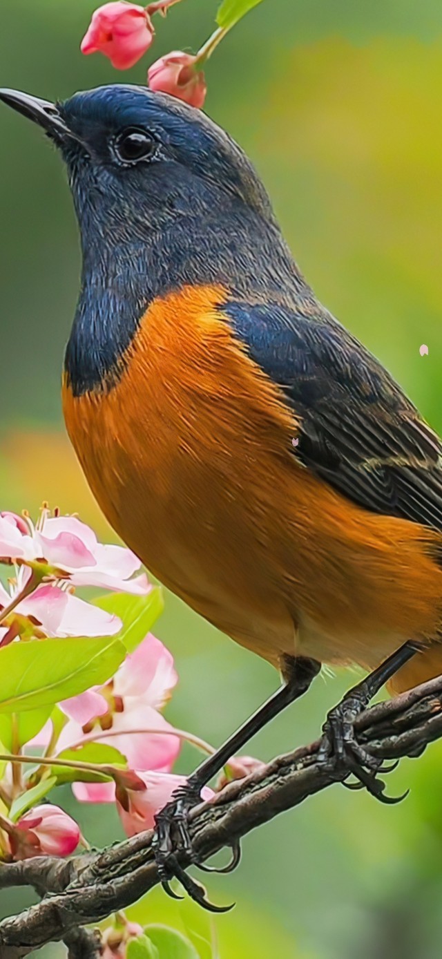 4k简约枝头小鸟