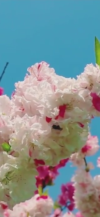 桃花枝
