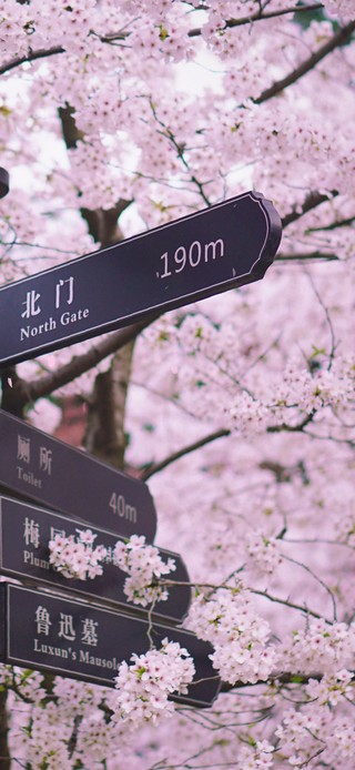 樱花小路