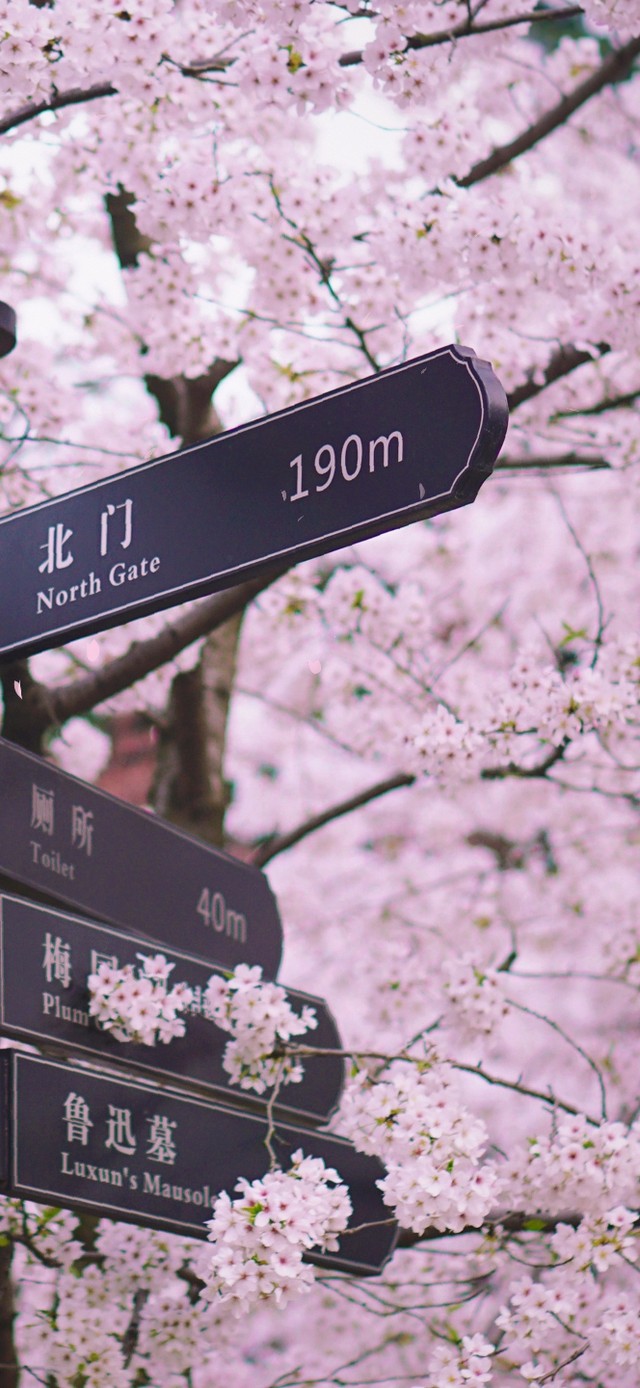 樱花小路