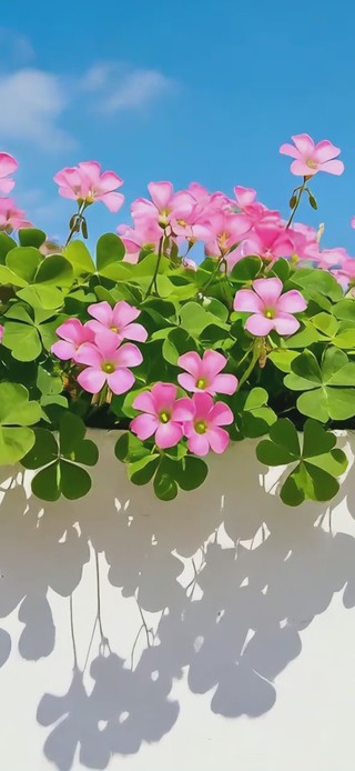 清新四叶草花