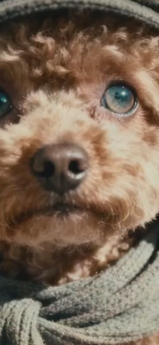 泰迪（非主题）