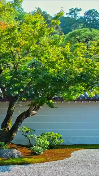 唯美治愈小院4K