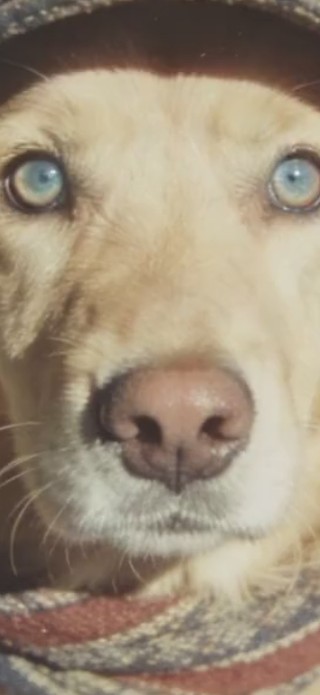 金毛（非主题）