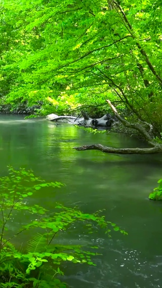 4K夏日绿林山涧