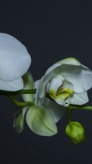 兰花 开花_1