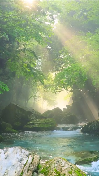 幽静阳光绿林溪流