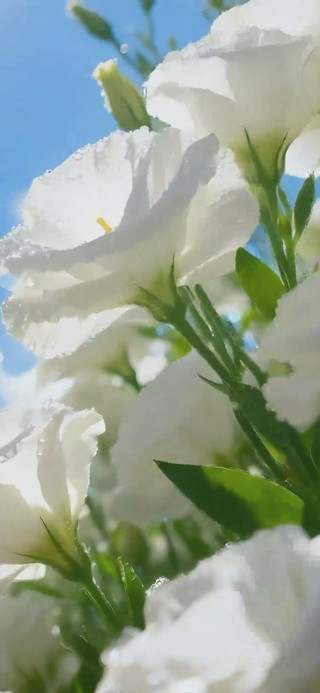 陌上花开+花艺时钟