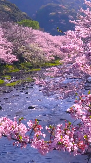 山间樱花流水