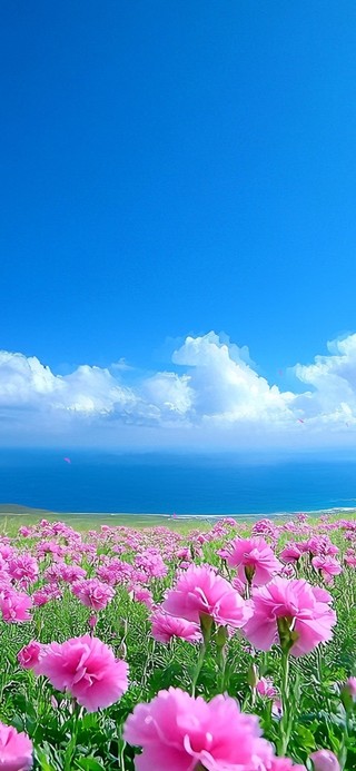 康乃馨海岸
