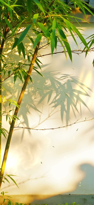 清新护眼绿竹