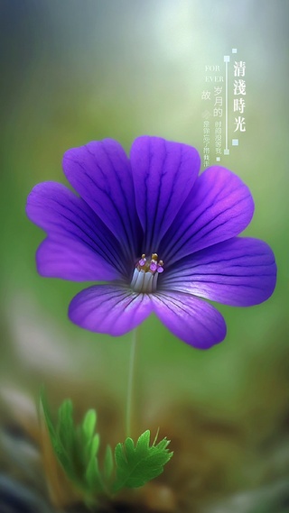 春天花开