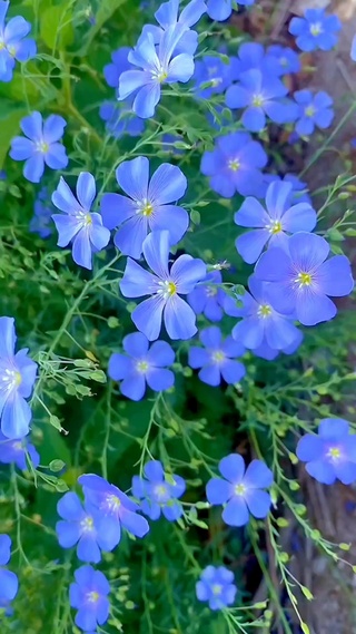 花有花期 人有时运