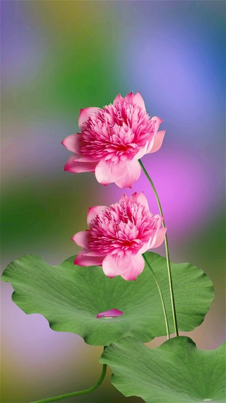 浪漫紫色花