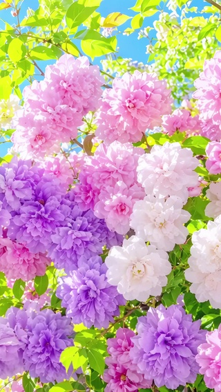 百花争艳