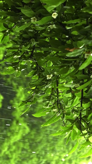 护眼雨中树