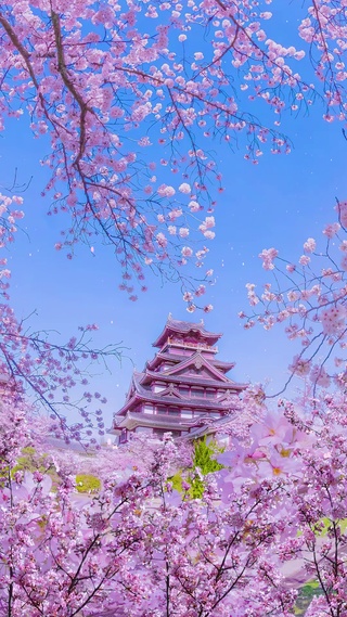 唯美浪漫樱花