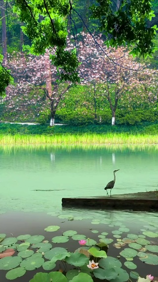 湖水美景