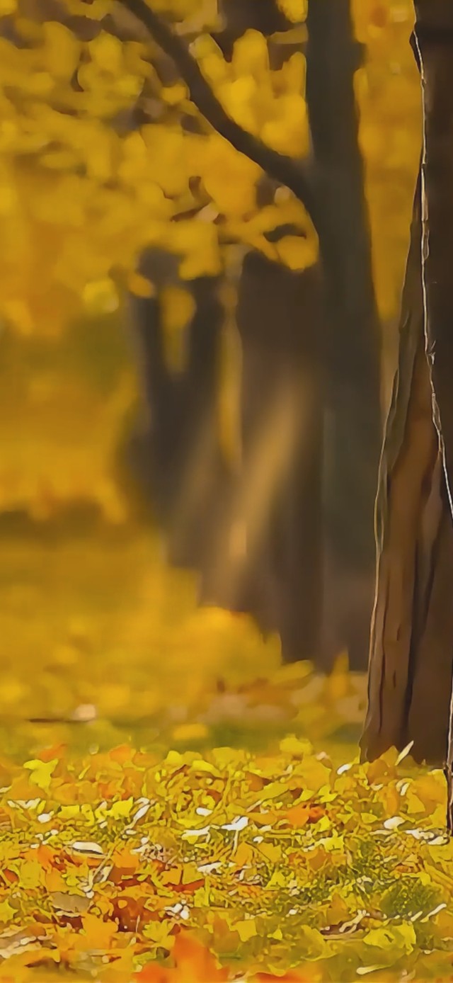 人间忽晚，山河已秋。