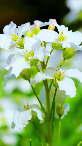 唯美护眼花草4K