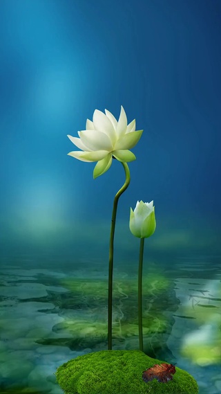 蝴蝶梦