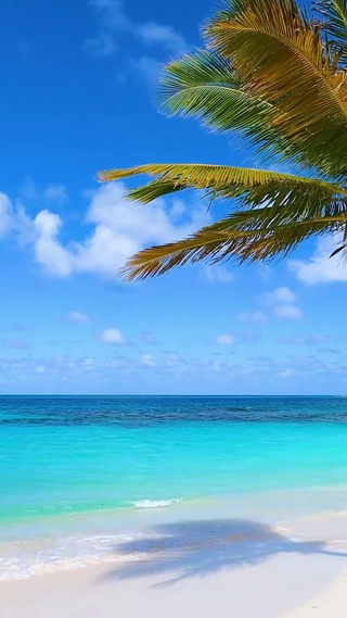 椰树海滩蓝天海浪