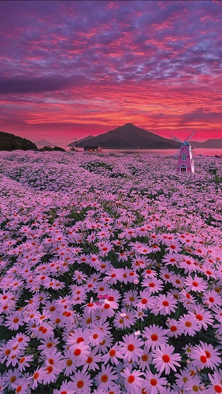晚霞花海