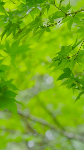 护眼雨天绿叶