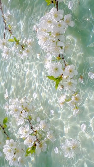 落花流水