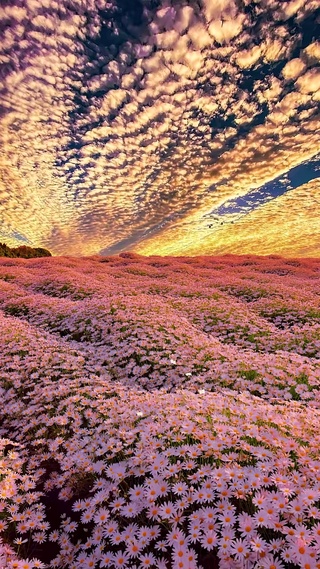 唯美花海