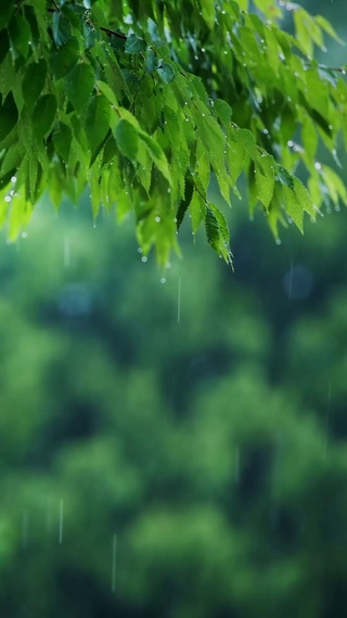 春雨