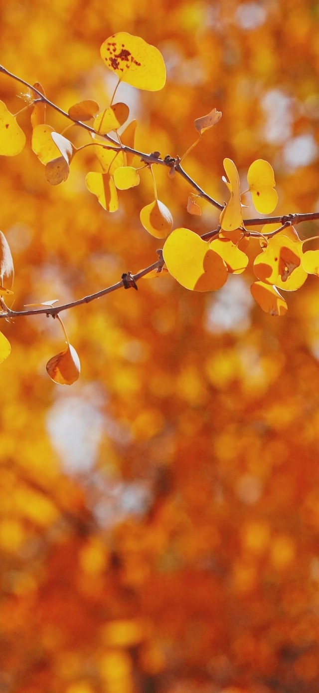 竖屏实拍金黄的秋日