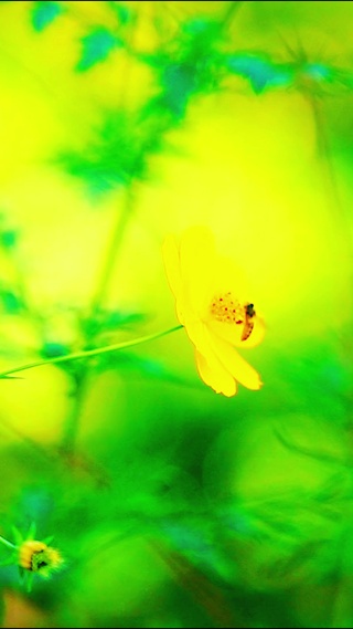 4K唯美蜜蜂菜花
