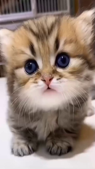 奶凶奶凶的小猫咪