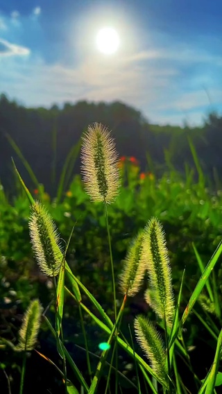 马尾草