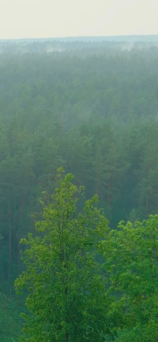 护眼雨天树木景色