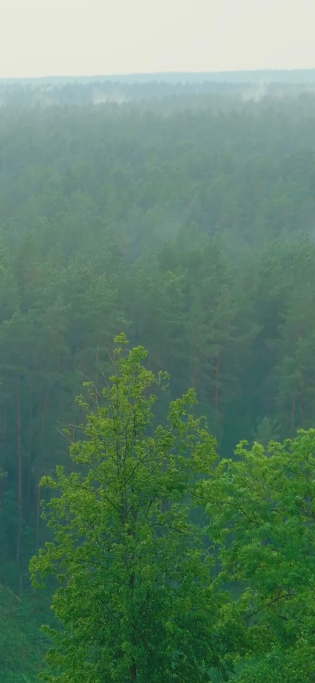 护眼雨天树木景色