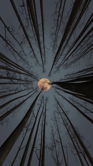 明月照心头，枯枝惹人愁